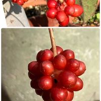 スイカズラ,マンリョウ,ヤブラン,アスパラの実,サネカズラの実の画像