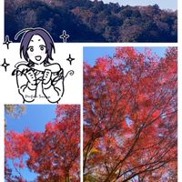 モクビャッコウ,ビオラ,沈丁花,シロスジアマリリス,ハイビスカス サマーブリーズの画像