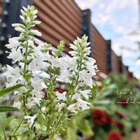 ベロニカ,チューリップの球根,ベロニカ・ベイビーホワイト,鉢植え,ガーデニングの画像