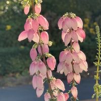 エリカ,お出かけ先の画像