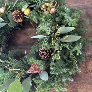 モミ,リューカデンドロン,バーゼリア,ヒムロスギ,松かさの画像