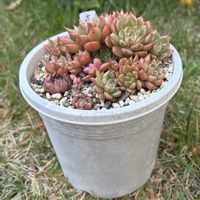 オリビア,多肉植物,かわいい,100均,100均多肉の画像