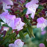 カラミンサ,ジョウジアカラミンサ,花のある暮らし,繋がりに感謝✨,チーム・ブルーの画像