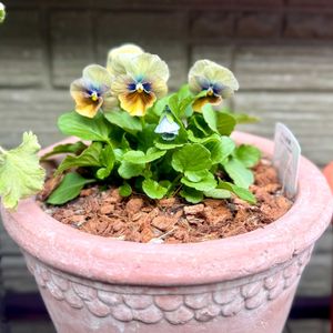 ビオラ,庭人breederscollection,寄せ植え,鉢植え,ガーデニングの画像