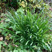 ヒサカキ,彼岸花の葉,えごのき,庭の画像