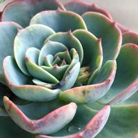 オンコクラータ,ユーフォルビア オンコクラータ,ビカクシダ ビーチ,買物メモ,長男Kの画像