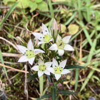 バラ,ミツマタ,リンドウ,ベニバナセンブリ,センブリの花の画像