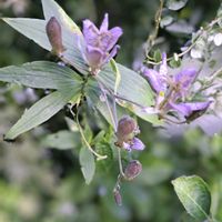 コノテガシワ,スモークツリー,ホトトギス,ピンクアナベル,ハグマノキの画像