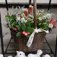 チェッカーベリー,チェッカーベリー,チェッカーベリー,ギャザリングの寄せ植え,赤い実の画像