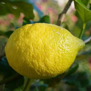 ランタナ,レモン,広葉樹,ユーレカ レモン,果実の画像