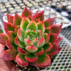 多肉植物,多肉大好き,花のある暮らし,ぷりぷり多肉,お誘いの画像