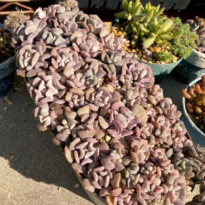 キュービックフロスト,キュービックフロスト,カット苗,多肉植物のある暮らし,多肉女子の画像