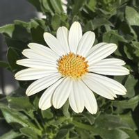 キララ,ガーデニング,花のある暮らし,花が好き,ガーデニング大好きの画像