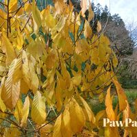 ポポー,ガーデニング,果樹,黄葉の画像