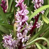 カリン,スミレ,セイタカアワダチソウ,キチジョウソウの画像