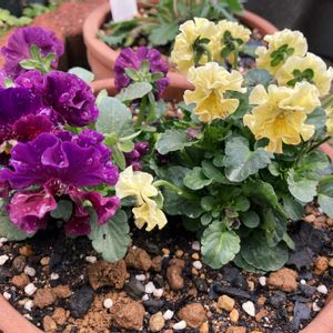 胡蝶蘭,ビオラ ミルフル,ビオラ  ゆうやけももか,ビオラ　アイクルール,ビオラ・パンジーの画像