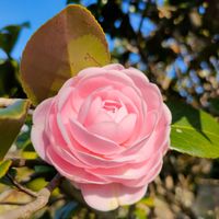 アネモネ,イブキジャコウソウ,ニゲラ,ヒメイワダレソウ,乙女椿の画像