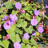 ノアサガオ,ノアサガオ,お散歩タイム,11月下旬なのに…の画像