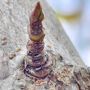 モミジバフウ,近所の公園,植栽,平和を願う,冬芽・葉痕の画像