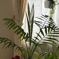 テーブルヤシ,ぺぺロミア,観葉植物,新芽,ダイソー観葉植物の画像