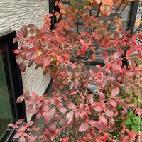ジューンベリー,ブルーベリー,紅葉,いいねをありがとうございます¨̮♡︎,庭の画像