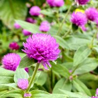 コリウス,ジニア,センニチコウ,センニチコウ,センニチコウの画像