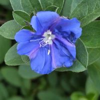 アメリカンブルーの画像