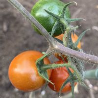 トマト,ミニトマト,トマトの花, 中玉トマト,はたけの画像