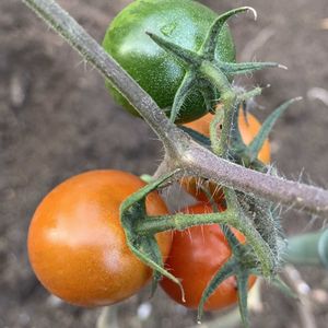 トマト,ミニトマト,トマトの花, 中玉トマト,はたけの画像