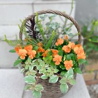 エリカ,リシマキア,ビオラ,ユーフォルビア属,バロータの画像