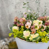 ネメシア,ネメシア,ハボタン,ハボタン,リシマキアの画像