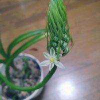 オーニソガラム,偽海葱,オーニソガラムコーダツム,オーニソガラムコーダツム,ニセカイソウの画像