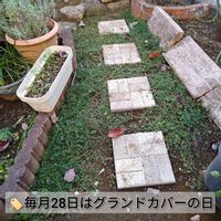 グレコマ,タイム,リッピア,ヒメイワダレソウ,クリーピングタイムの画像