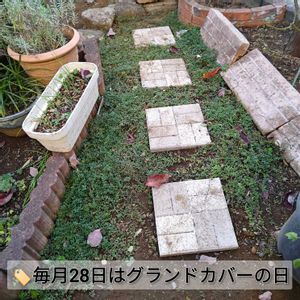 グレコマ,タイム,リッピア,ヒメイワダレソウ,クリーピングタイムの画像