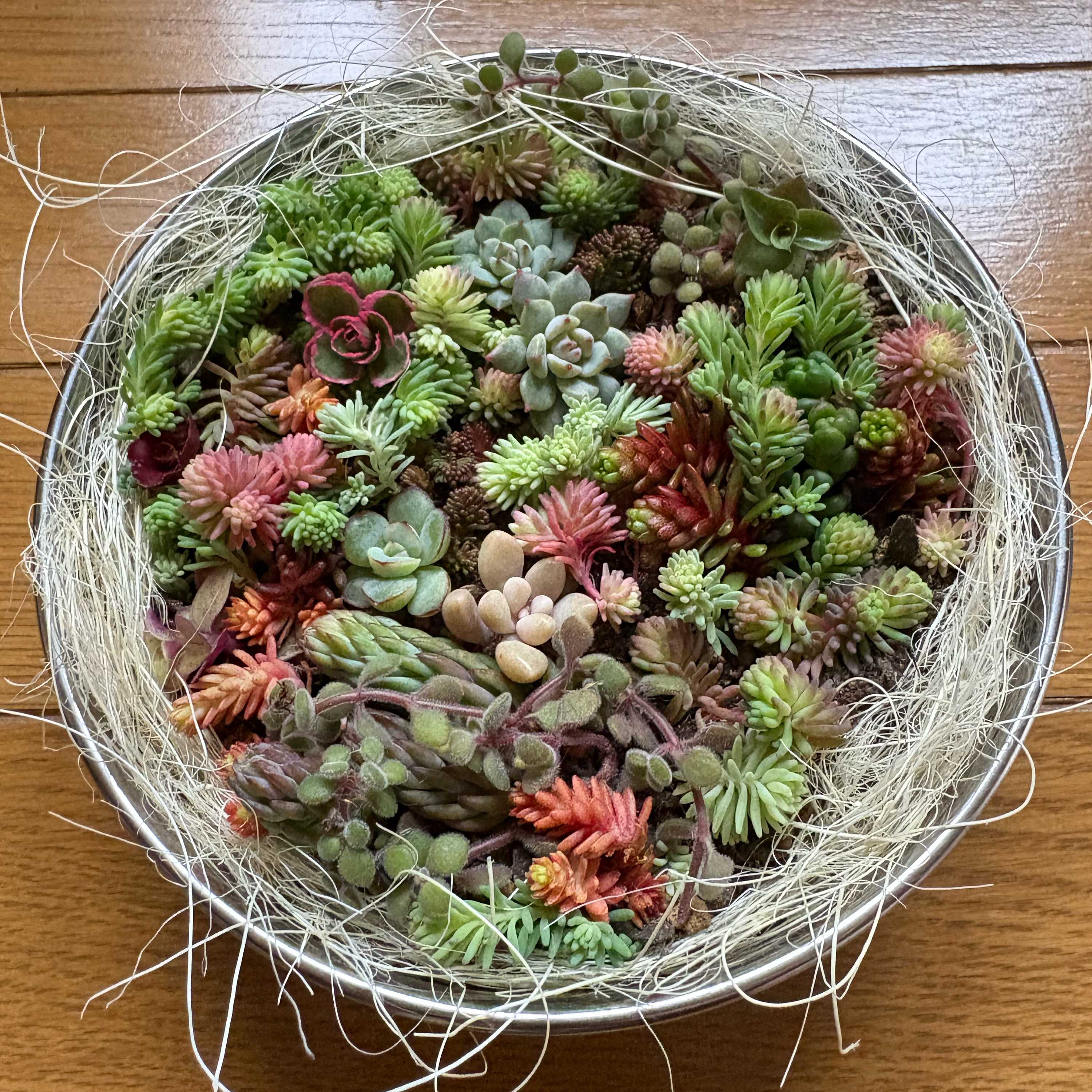 ちまちま寄せの投稿画像一覧｜🍀GreenSnap（グリーンスナップ）