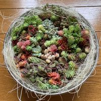 多肉寄せ植え,ちまちま寄せ,うつくしま福島,がんばろう福島の画像