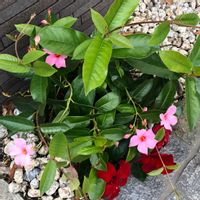 ナンテン,サンパラソル,ありがとう❤️,ウキウキわくわく♪,キュートな金曜日の画像