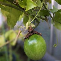 トケイソウの画像