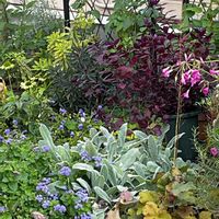 アゲラタム,オキザリス,サザンカ,センダン,ドウダンツツジの画像