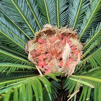 ソテツ,ソテツの実,小石川植物園,つぶつぶの日の画像