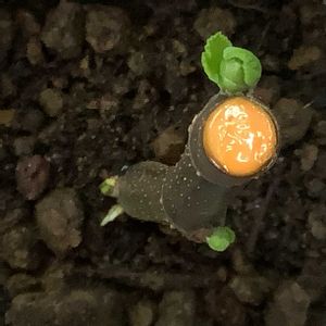 イチジク,いちじく,挿し木,株元からの発根の画像