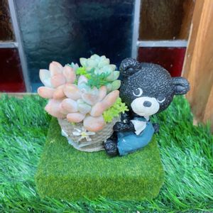 多肉植物,多肉植物寄せ植え,多肉大好き,多肉箱庭,多肉植物のある暮らしの画像