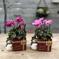 ミニシクラメン,コクリュウ（黒竜）,寄せ植え,クリスマス,ギフトの画像