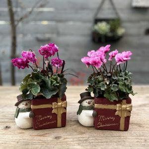 ミニシクラメン,コクリュウ（黒竜）,寄せ植え,クリスマス,ギフトの画像