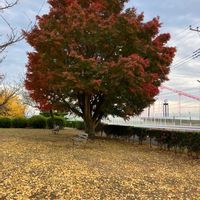 キンギョソウ,キンギョソウ,コスモス,コスモス,サフランの画像