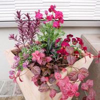 ストック,ハツユキカズラ,スイートアリッサム ,ビオラ,コクリュウ（黒竜）の画像