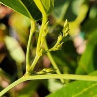 カロライナジャスミン,カロライナジャスミン,ハーデンベルギア,ハーデンベルギア,可愛い❤の画像