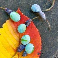イヌマキ,イヌマキの実,山野草,三谷公園の画像