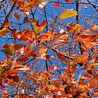 かぼちゃ,白菜,桜の紅葉,雲仙岳,桜の紅葉と青空の画像