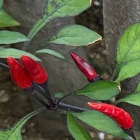 観賞用トウガラシの画像